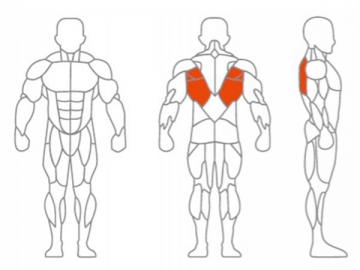 Máquina fija para ejercicios del músculo dorsal ancho