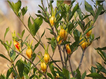 Pigmento de gardenias