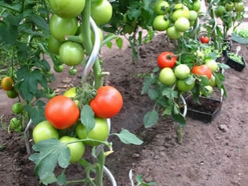 Alambre espiral para soporte de tomates